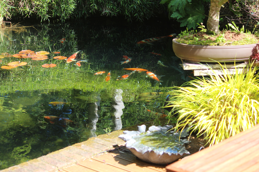 Photo showing a koi pond in a Japanese garden with some large koi carp fish swimming in the water, where reflections of the surrounding plants, bamboo and trees are also visible. The edge of the pond is lined with a row of red bricks, while timber decking provides space for a seating area.